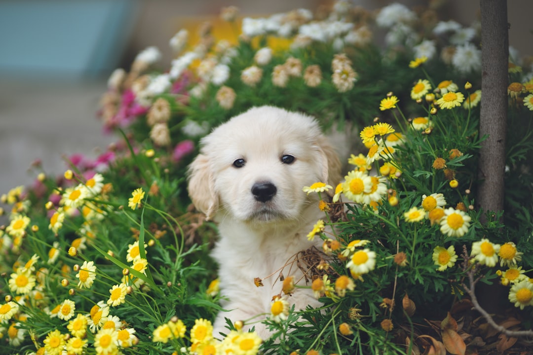 Photo Cute puppy